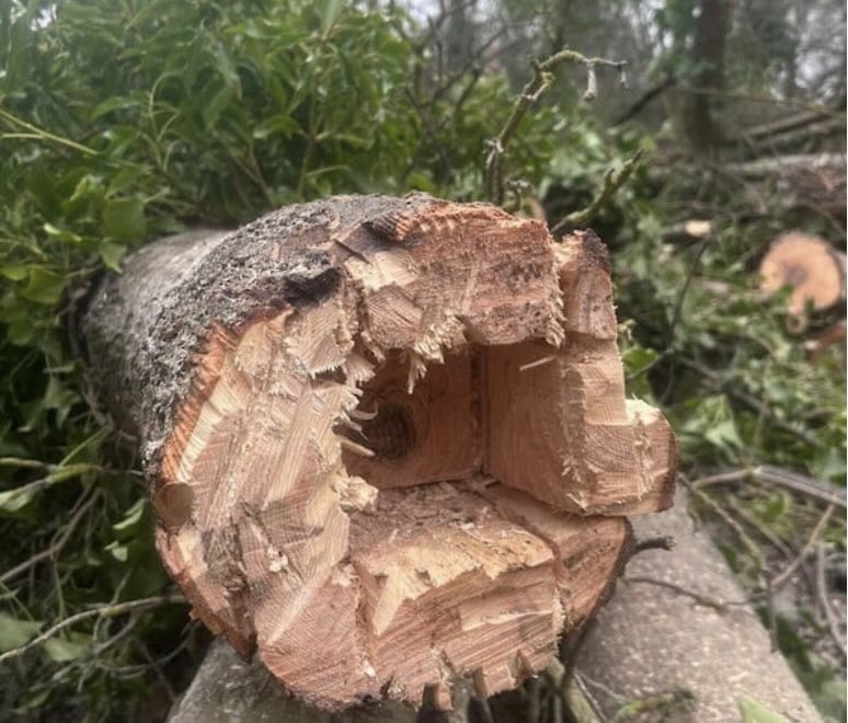 tree felling