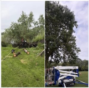 tree surgeons
