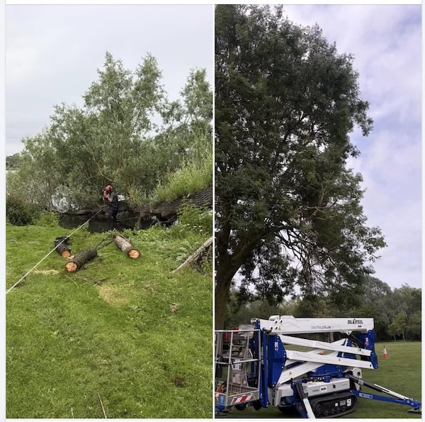 tree surgeons