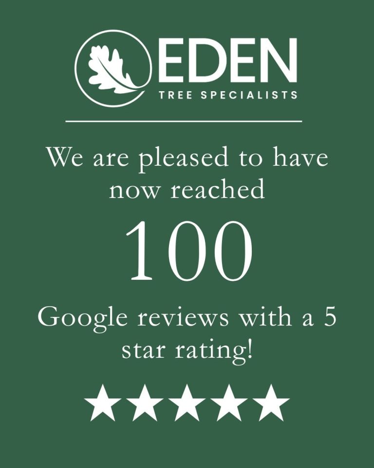 tree surgeon reviews