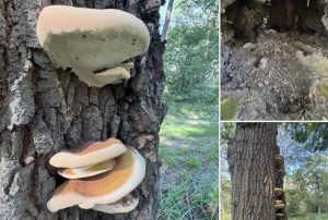 Tree Surveys
