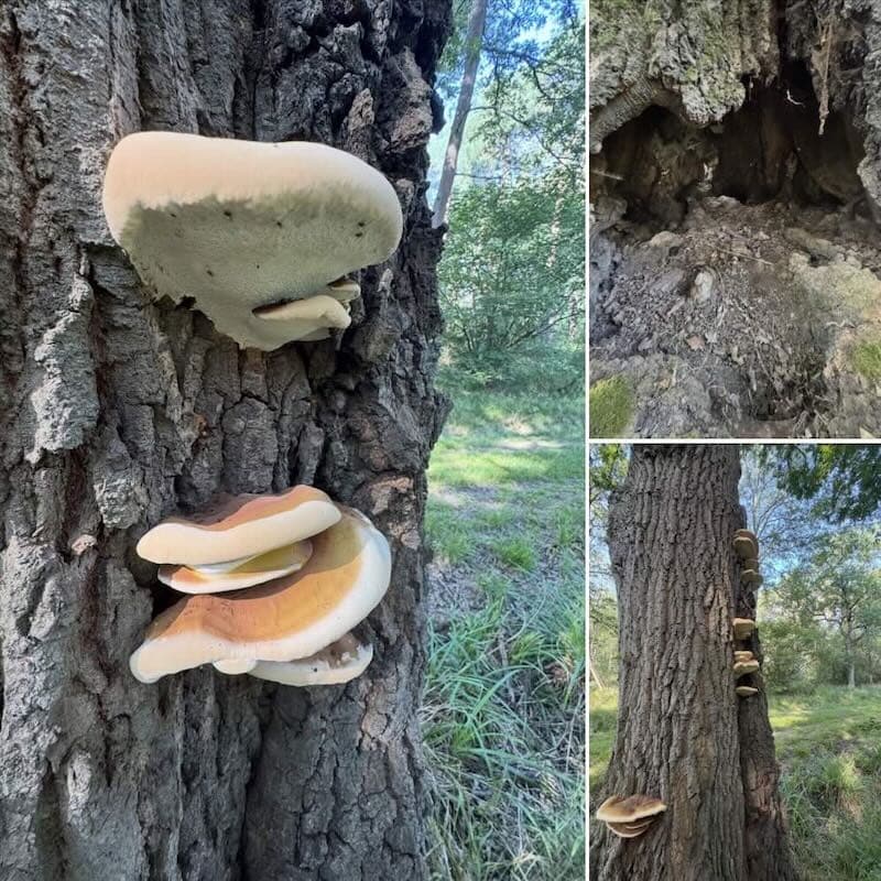 tree survey experts