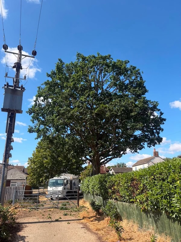 TPO Tree Pruning Bedford