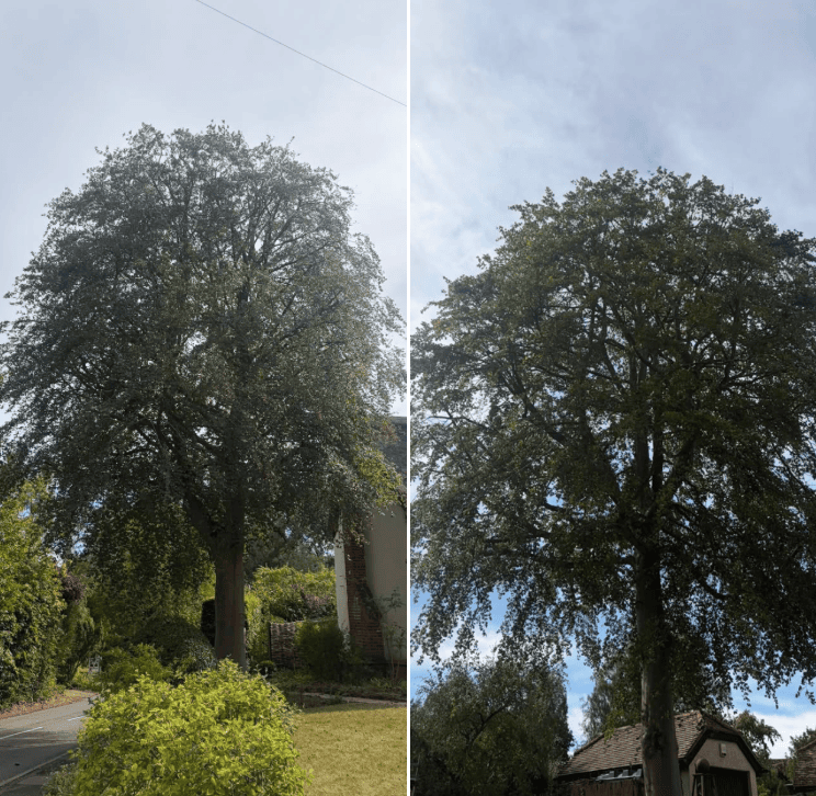 beech tree pruning