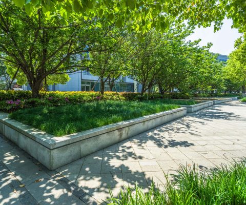 commercial tree planting and maintenance